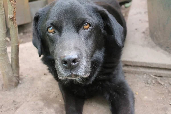 Photograph of a black Labrador Retriever. Old Labrador in close-up. Black dog face, profile, eyes, ears, nose. Pet portrait in the garden. Photography in daylight. People\'s best friend. Black, soft hair shines in the sun.