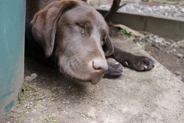 ブラウン ラブラドールだ 犬の顔をクローズアップ ラブラドール子犬 庭のペット 動物のための自然環境 純血ラブラドール 血統だ 犬ぞりのプロファイル 男の親友 — ストック写真