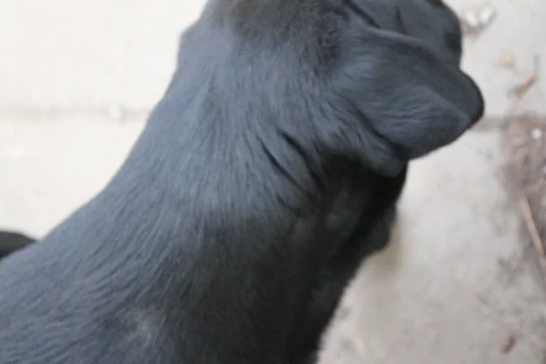 Fénykép Egy Fekete Labrador Retrieverről Labrador Kiskutya Közelről Fekete Kutya — Stock Fotó