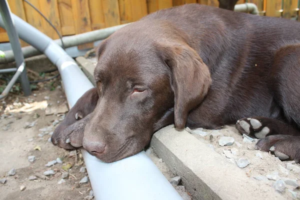 Recuperatore Brown Labrador Primo Piano Con Faccia Cane Cucciolo Del — Foto Stock