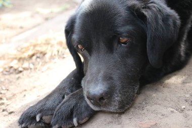 Kara Labrador av köpeği. Köpek suratlı yakın plan. Yetişkin siyah Labrador. Evcil hayvanlar bahçede. Hayvanlar için çevre. Safkan Labrador. Soy ağacı. Uykulu yaşlı köpek. Hayvan profilleri. İnsanın en iyi dostu..