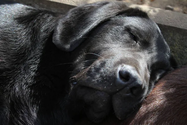 Czarny Labrador Retriever Zbliżenie Twarz Psa Czarny Szczeniak Labradora Zwierzęta — Zdjęcie stockowe