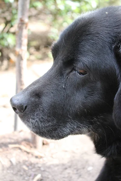 Black Labrador retriever. Dog face close-up. Adult black Labrador. Pets in the garden. The environment for animals. Pure-bred Labrador. Pedigree. Sleepy old dog. Pet profiles. Man\'s best friend.