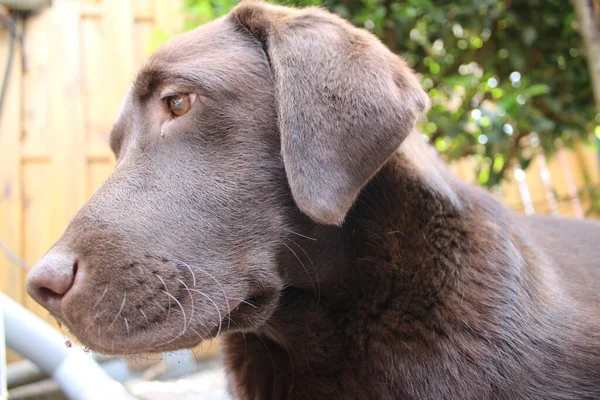 Barna Labrador Retriever Kutyaarcú Közelkép Csoki Labrador Kölyök Háziállatok Kertben — Stock Fotó