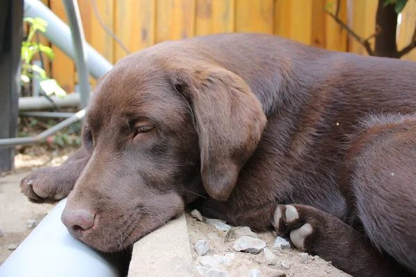 Brown Labrador Retriever Dog Face Close Chocolate Labrador Puppy Pets — ストック写真