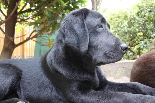 Black Labrador retriever. Dog face close-up. Black Labrador puppy. Pets in the garden. The environment for animals. Pure-bred Labrador. Pedigree. Sleepy dog pet profiles. Man's best friend.