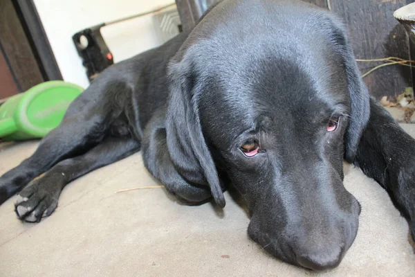 Black Labrador Retriever Dog Face Close Black Labrador Puppy Pets — ストック写真