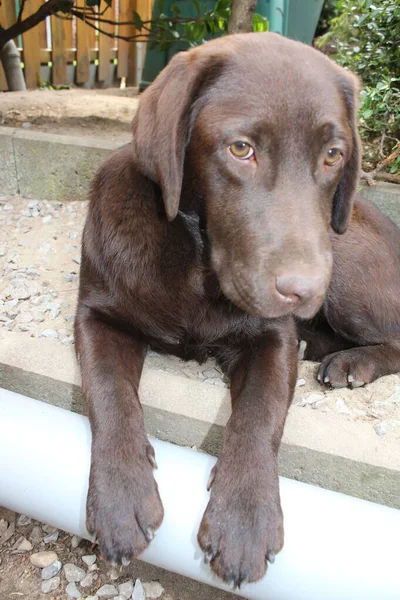 ブラウン ラブラドールだ 犬の顔をクローズアップ チョコレート ラブラドール パピー 庭のペット 動物のための環境 純血種ラブラドール 血統だ — ストック写真