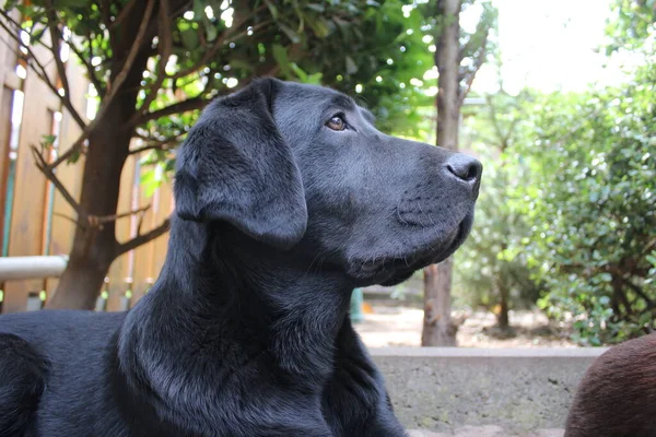 Black Labrador Retriever Hund Aus Nächster Nähe Schwarzer Labrador Welpe — Stockfoto