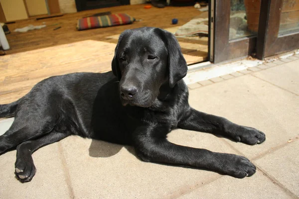 Fekete Labrador Retriever Kutyaarcú Közelkép Fekete Labrador Kiskutya Háziállatok Kertben — Stock Fotó