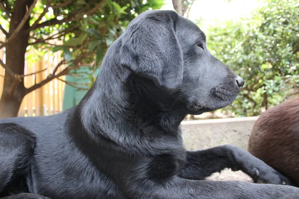Black Labrador Retriever Dog Face Close Black Labrador Puppy Pets — ストック写真