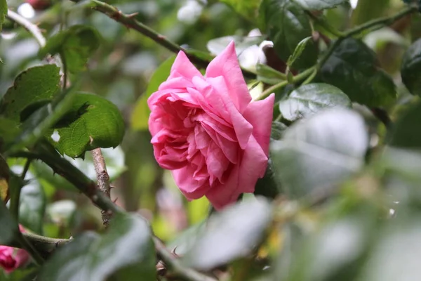 ピンクの花を持つ忙しい木 バラの芽は緑の葉に囲まれています 自然環境はイメージの背景にあります 夏の庭 とげのあるバラの枝 香り高い花 ソニー ローズ 公園のピンクの花 — ストック写真