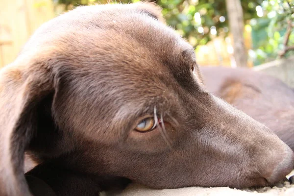 Brown Labrador retriever. Dog face close-up. Chocolate Labrador Puppy. Pets in the garden. The environment for animals. Pure-bred Labrador. Pedigree. Sleepy dog pet profiles. Man\'s best friend.