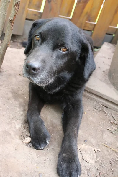 Black Labrador retriever. Dog face close-up. Adult black Labrador. Pets in the garden. The environment for animals. Pure-bred Labrador. Pedigree. Sleepy old dog. Pet profiles. Man\'s best friend.