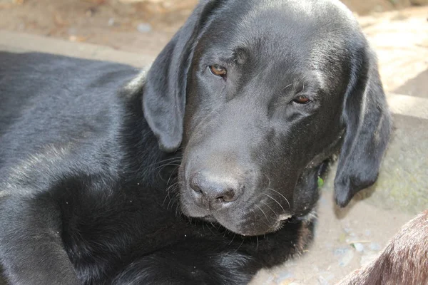 Black Labrador retriever. Dog face close-up. Black Labrador puppy. Pets in the garden. The environment for animals. Pure-bred Labrador. Pedigree. Sleepy dog pet profiles. Man\'s best friend.