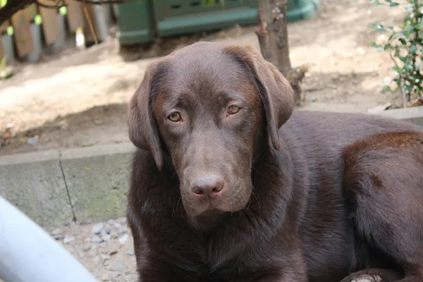 Barna Labrador Retriever Kutyaarcú Közelkép Csoki Labrador Kölyök Háziállatok Kertben — Stock Fotó