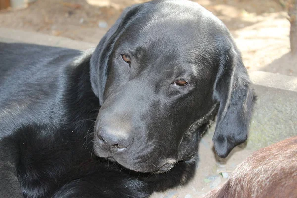ブラック ラブラドール レトリバー 犬の顔をクローズアップ ブラック ラブラドールの子犬 庭のペット 動物のための環境 純血種ラブラドール 血統だ — ストック写真