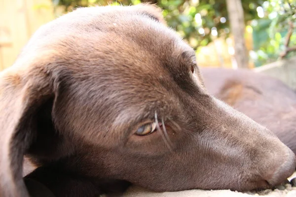 Barna Labrador Retriever Kutyaarcú Közelkép Csoki Labrador Kölyök Háziállatok Kertben — Stock Fotó