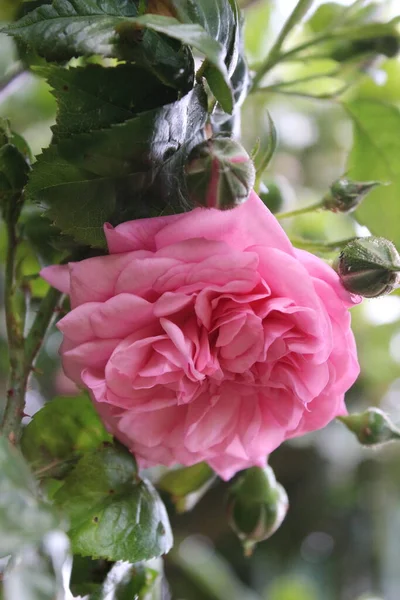 Boccioli Rosa Sono Circondati Foglie Verdi Ambiente Naturale Sullo Sfondo — Foto Stock