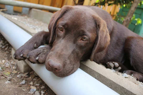 Brown Labrador Retriever Dog Face Close Chocolate Labrador Puppy Pets — ストック写真