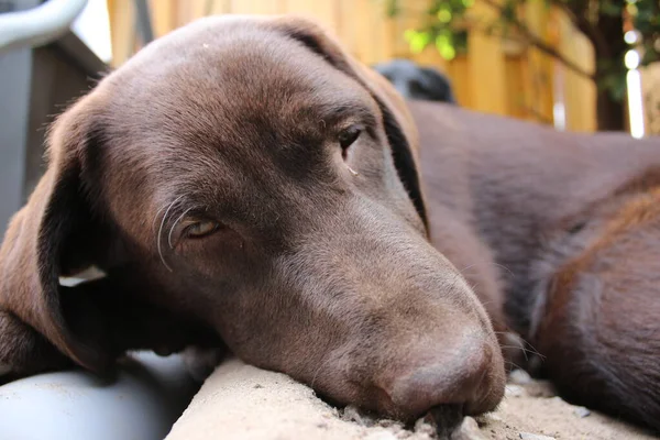 Brązowy Labrador Retriever Zbliżenie Twarz Psa Czekoladowy Szczeniaczek Labrador Zwierzęta — Zdjęcie stockowe