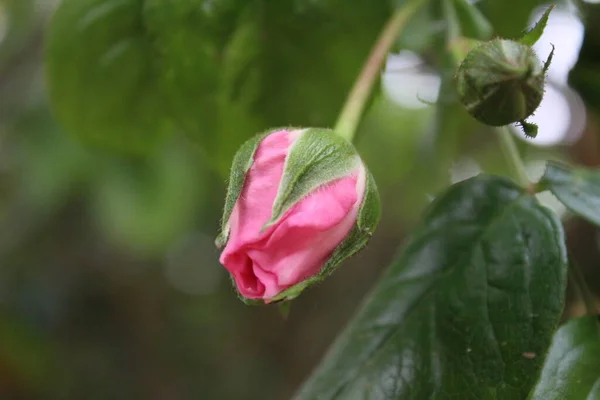 Les Boutons Rose Sont Entourés Feuilles Vertes Environnement Naturel Est — Photo