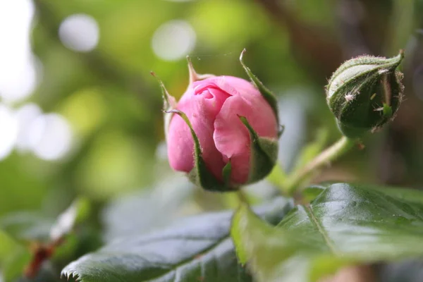 玫瑰花蕾被绿叶环绕着 自然环境是图像的背景 夏天的花园玫瑰枝 芬芳的花朵桑尼 粉红花摄影 — 图库照片