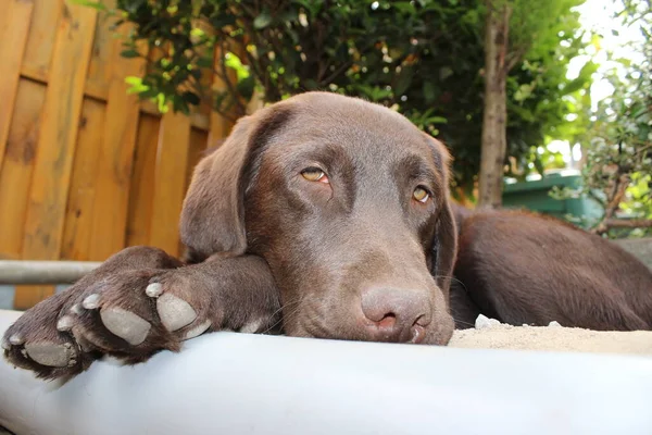 Brown Labrador Retriever Dog Face Close Chocolate Labrador Puppy Pets — ストック写真