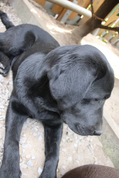 Black Labrador retriever. Dog face close-up. Black Labrador puppy. Pets in the garden. The environment for animals. Pure-bred Labrador. Pedigree. Sleepy dog pet profiles. Man\'s best friend.