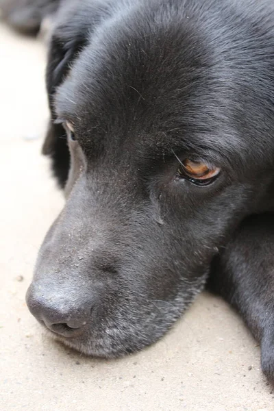 Black Labrador Retriever Dog Face Close Adult Black Labrador Pets — ストック写真