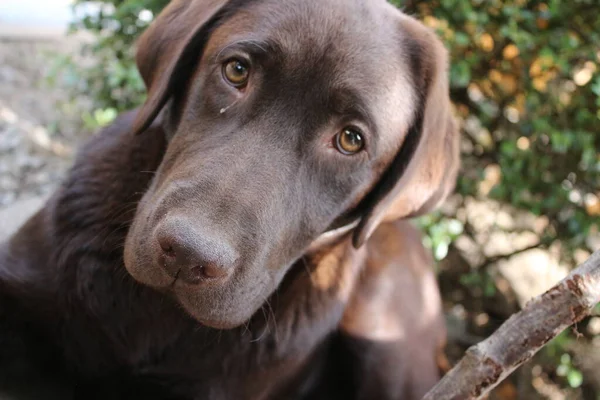 ブラウン ラブラドールだ 犬の顔をクローズアップ チョコレート ラブラドール パピー 庭のペット 動物のための環境 純血種ラブラドール 血統だ — ストック写真