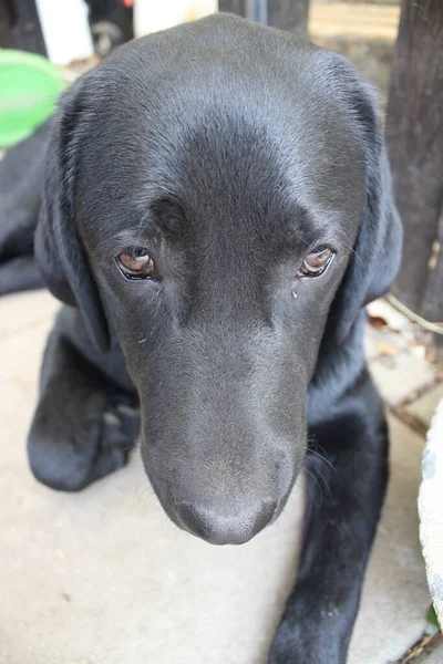 Černý Labradorský Retrívr Psí Ksicht Zblízka Černé Labradorské Štěně Domácí — Stock fotografie