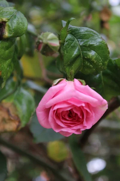 Rosas Rosadas Primer Plano Fotografía Reina Las Flores Árbol Espeso —  Fotos de Stock