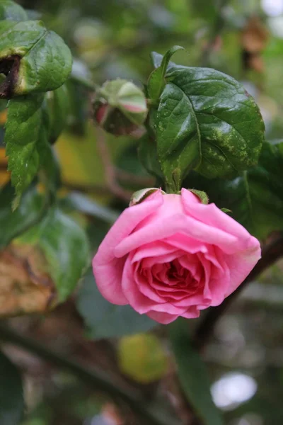 粉红玫瑰在特写 花后的照片 一棵茂密的树 玫瑰花蕾被绿叶环绕着 自然环境是图像的背景 夏天的花园玫瑰枝 芬芳的花朵Thorny Roses — 图库照片