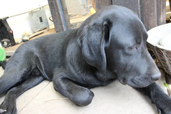 Black Labrador retriever. Dog face close-up. Black Labrador puppy. Pets in the garden. The environment for animals. Pure-bred Labrador. Pedigree. Sleepy dog pet profiles. Man\'s best friend.