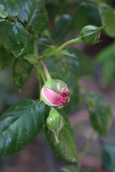 Rosa Rosor Närbild Fotografera Drottningen Blommor Ett Buskigt Träd Rosknoppar — Stockfoto