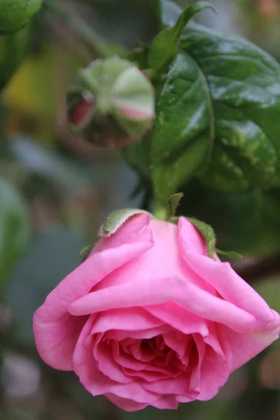 Pink Roses Close Photography Queen Flowers Bushy Tree Pink Flowers — ストック写真