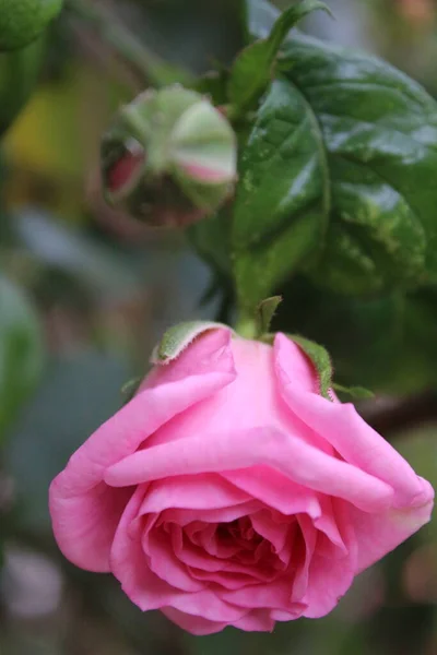 Rose Rosa Primo Piano Fotografia Della Regina Dei Fiori Albero — Foto Stock