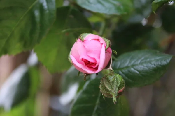 粉红玫瑰在特写 花后的照片 一棵长着粉红花朵的茂密的树 玫瑰花蕾被绿叶环绕着 自然环境 芬芳的花朵玫瑰枝 玫瑰花束 — 图库照片