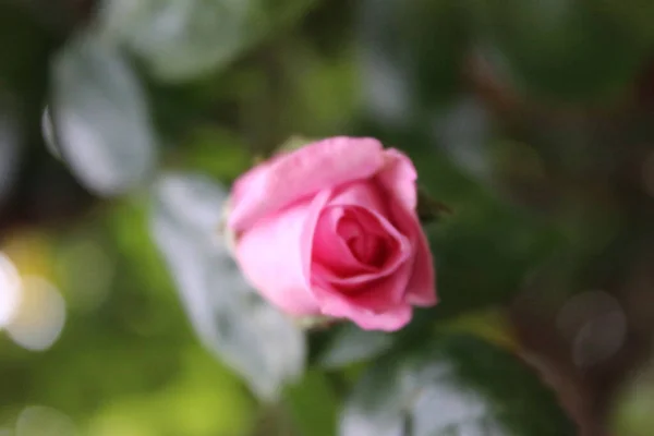 Рожеві Троянди Крупному Плані Фотографія Королеви Квітів Кушисте Дерево Рожевими — стокове фото