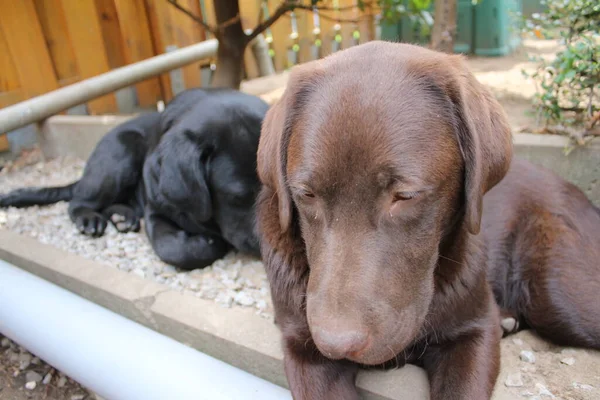 Schwarze Und Braune Labrador Retriever Hundegesicht Aus Nächster Nähe Labrador — Stockfoto