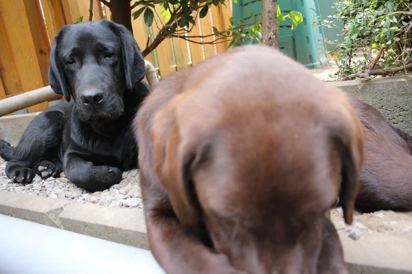 Black Brown Labrador Retrievers Dog Face Close Labrador Puppies Pets — ストック写真
