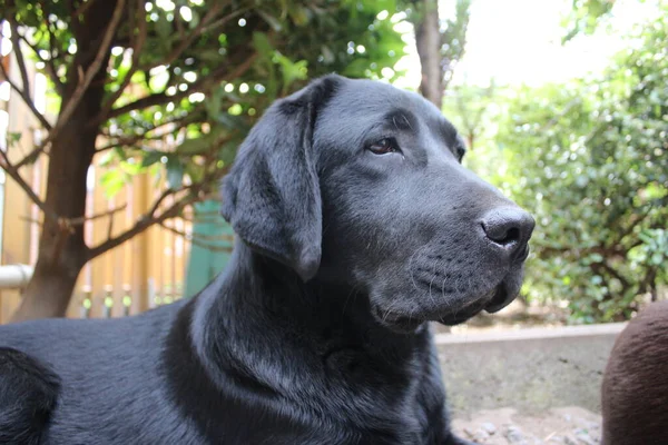 Black Labrador Retrievers Dog Face Close Black Labrador Puppy Pets — Stock Fotó