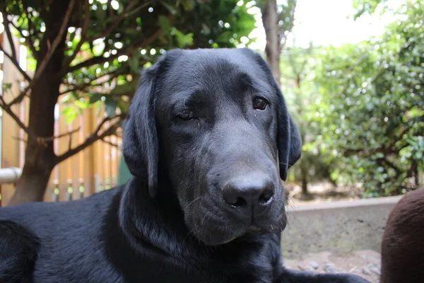 Black Labrador Retriever Faccia Cane Vicino Cucciolo Del Labrador Nero — Foto Stock