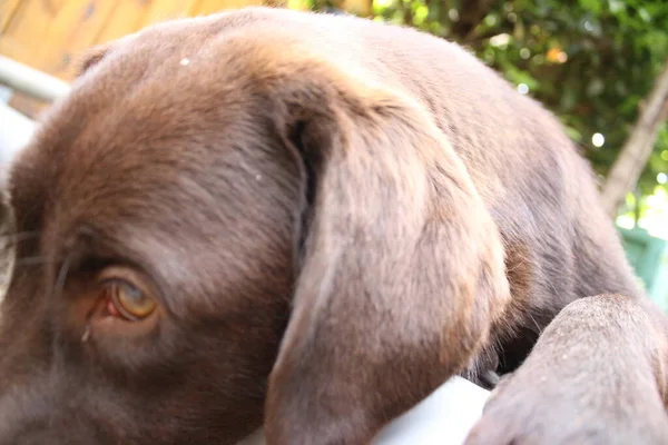 Brown Labrador Retriever Dog Face Close Labrador Puppy Pets Garden — Zdjęcie stockowe