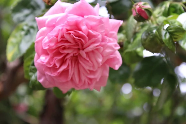 クローズアップでピンクのバラ 花の女王の写真 ピンクの花を持つ忙しい木 バラの芽は緑の葉に囲まれています 自然環境 香り高い花 とげのあるバラの枝 ローズブーケ — ストック写真