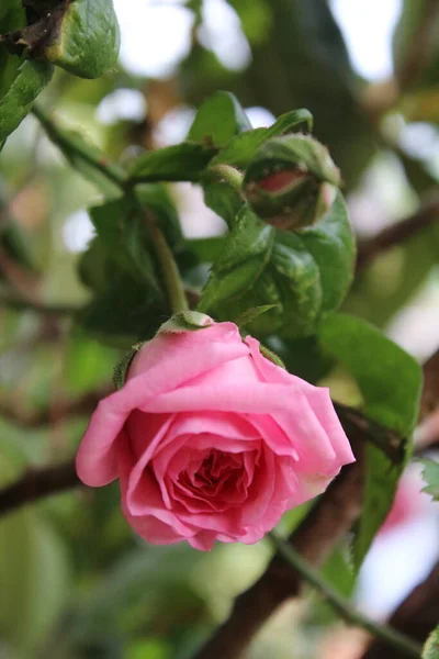 粉红玫瑰在特写 花后的照片 一棵长着粉红花朵的茂密的树 玫瑰花蕾被绿叶环绕着 自然环境 芬芳的花朵玫瑰枝 玫瑰花束 — 图库照片