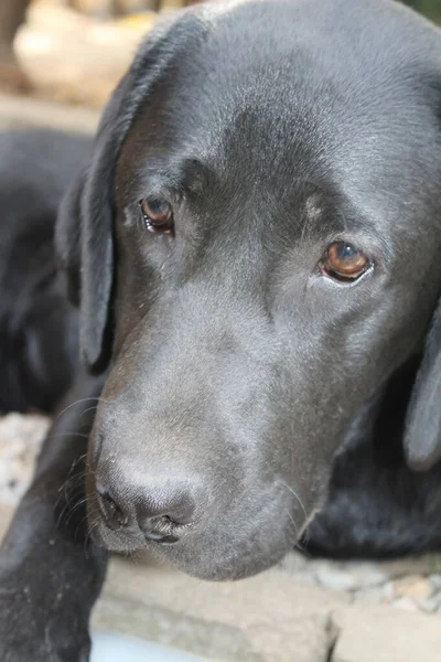 Black Labrador Retrievers Dog Face Close Black Labrador Puppy Pets — Stockfoto