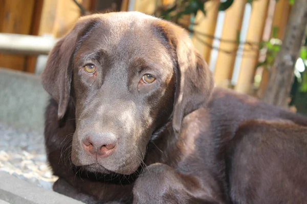 Brown Labrador Retriever Dog Face Close Labrador Puppy Pets Garden — Fotografia de Stock