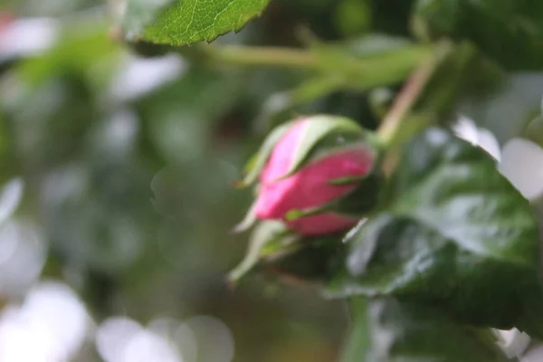 Rosa Rosor Närbild Fotografering Drottningen Blommor Ett Buskigt Träd Med — Stockfoto